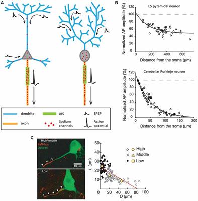 Diversity of Axonal and Dendritic Contributions to Neuronal Output